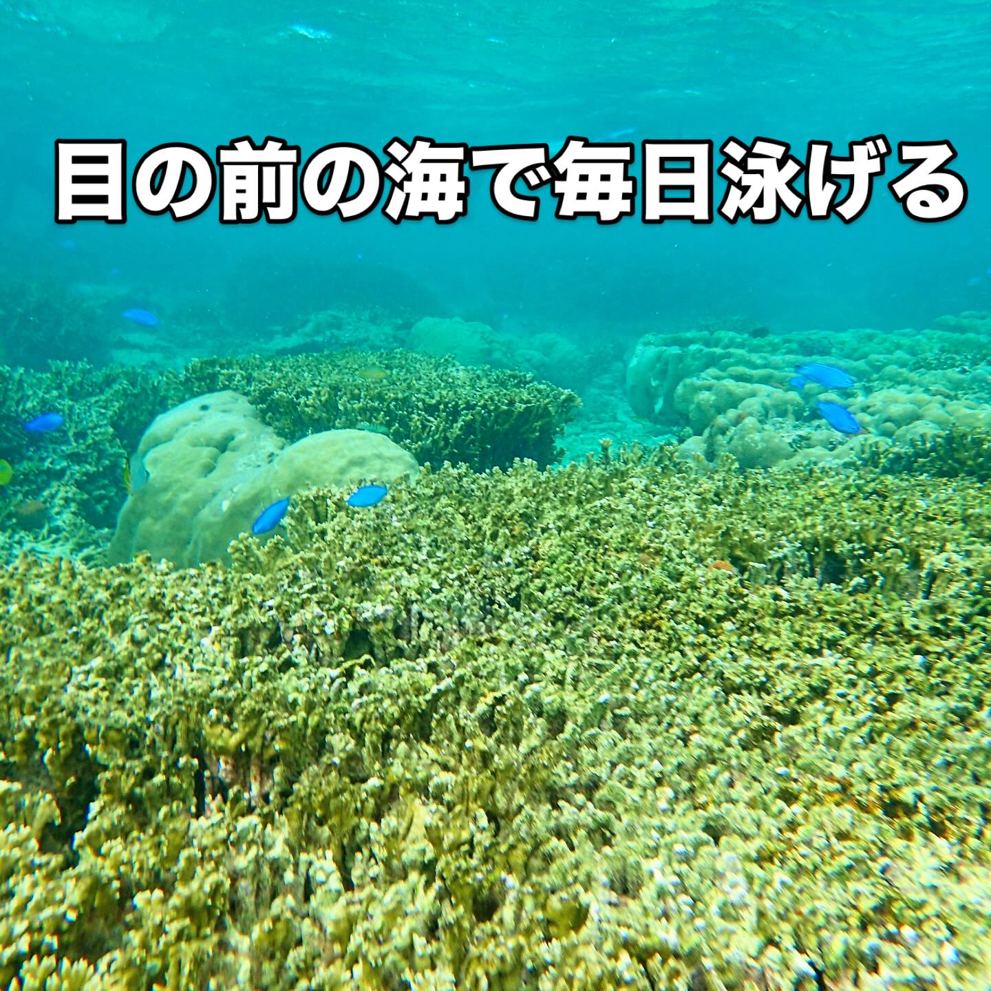 Instagramメディア