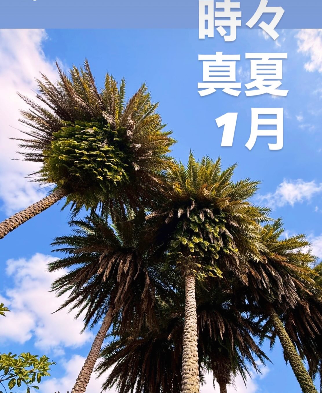 Instagramメディア